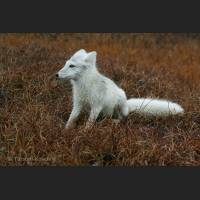 010 Polarfuchs, Arctic Fox, Alaska.jpg