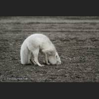 011 Polarfuchs, Arctic Fox, Alaska.jpg