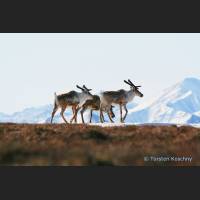 012 Karibus, Caribou, Alaska.jpg