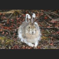 013 Schneeschuhhase, Snowshoe Hare, Alaska.jpg