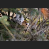 014 Schneeschuhhase, Snowshoe Hare, Alaska.jpg
