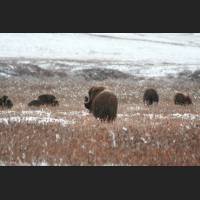015 Moschusochsen, Muskox, Alaska.jpg