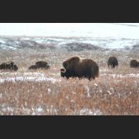 016 Moschusochsen, Muskox, Alaska.jpg