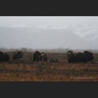 017 Moschusochsen, Muskox, Alaska.jpg