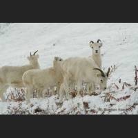 018 Dallschafe, Dall Sheep, Alaska.jpg