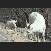 019 Dallschafe, Dall Shepp, Alaska.jpg