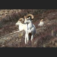 020 Dallschafe, Widder, Dall Sheep, Alaska.jpg