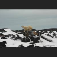 021 Polarbear, Polar Bear, Hudson Bay.jpg