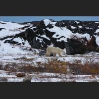 022 Polarbear, Polar Bear, Hudson Bay.jpg