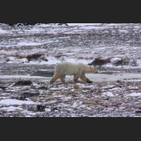 023 Polarbear, Polar Bear, Hudson Bay.jpg
