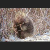 024 Stachelschwein, Porcupine, Alaska.jpg