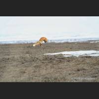 025 Rotfuchs, Red Fox, Alaska, jump.jpg