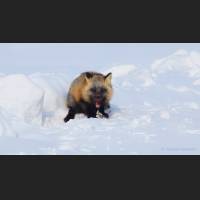 026 Rotfuchs, Red Fox, NWTerritories.jpg