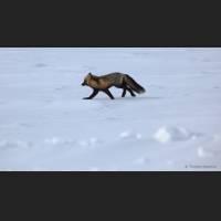 028 Rotfuchs, Red Fox, NWTerritories.jpg