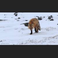 030 Rotfuchs, Red Fox, NWTerritories.jpg