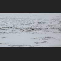 032 Moorschneehuhner, Willow Ptarmigans, NWT, Canada.jpg.jpg