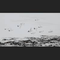 033 Moorschneehuhner, Willow Ptarmigans, NWT, Canada.jpg.jpg