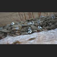 036 Schneeammern, Snow buntings, Yukon, Canada.jpg