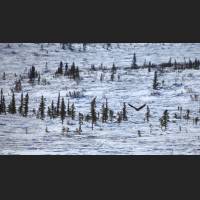 0112 Arctic Tundra, Yukon, Canada.jpg