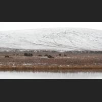 017 Arctic Tundra, Alaska.jpg