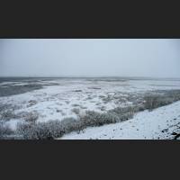 018 Arctic Tundra, Alaska.jpg