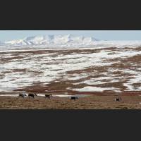 019 Arctic Tundra, Alaska.jpg