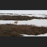 022 Arctic Tundra, Alaska.jpg