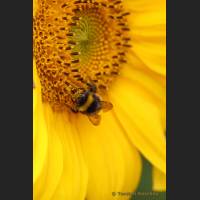 009 Hummel.jpg