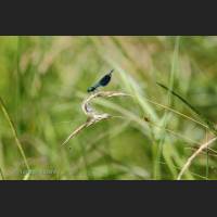023 Blaufluegel-Prachtlibelle, Beautiful Demoiselle, Germany.jpg