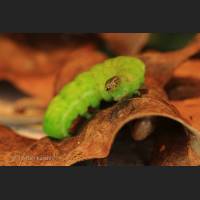 025 Schmetterlingsraupe, Caterpillar, Germany.jpg