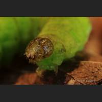026 Schmetterlingsraupe, Caterpillar, Germany.jpg