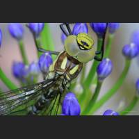 Blaugruene Mosaikjungfer, Blue Hawker Germany .jpg