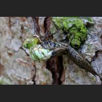 Blaugruene Mosaikjungfer, beim schluepfen aus Larvenhaut, Germany 01.jpg