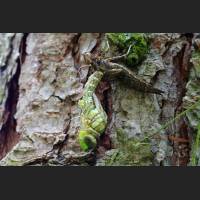 Blaugruene Mosaikjungfer, beim schluepfen aus Larvenhaut, Germany 02.jpg