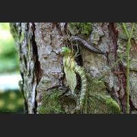 Blaugruene Mosaikjungfer, beim schluepfen aus Larvenhaut, Germany 03.jpg