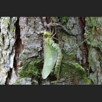 Blaugruene Mosaikjungfer, beim schluepfen aus Larvenhaut, Germany 04.jpg