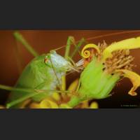 Gemeine Sichelschrecke, Tettigoniidae, Germany 01.jpg