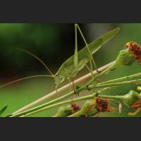 Gemeine Sichelschrecke, Tettigoniidae, Germany 03.jpg