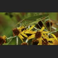 Gemeine Sichelschrecke, Tettigoniidae, Germany 04.jpg