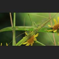 Gemeine Sichelschrecke, Tettigoniidae, Germany 05.jpg