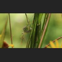 Gemeine Sichelschrecke, Tettigoniidae, Germany 06.jpg