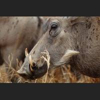 Warzenschwein, Warthog, South Africa 01.jpg