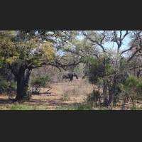 Afrikanischer Elefant, African Bush Elephant, South Africa 01 .jpg