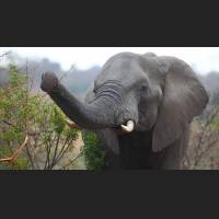 Afrikanischer Elefant, African Bush Elephant, South Africa 02.jpg