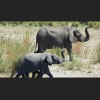 Afrikanischer Elefant, African Bush Elephant, South Africa 03.jpg