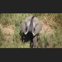 Afrikanischer Elefant, African Bush Elephant, South Africa 04.jpg