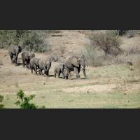 Afrikanischer Elefant, African Bush Elephant, South Africa 05.jpg