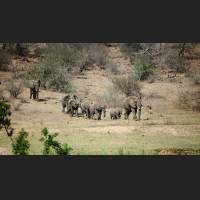 Afrikanischer Elefant, African Bush Elephant, South Africa 06.jpg