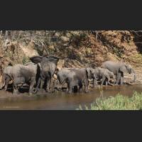 Afrikanischer Elefant, African Bush Elephant, South Africa 07.jpg