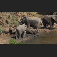 Afrikanischer Elefant, African Bush Elephant, South Africa 08.jpg
